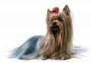 Yorkshire terrier - miniaturni pes